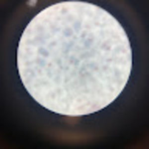 Meet your Posher, Owen